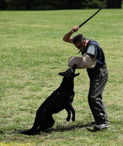 ceridwen zu treuen handen IPO2 RN german shepherd attack Brian Harvey